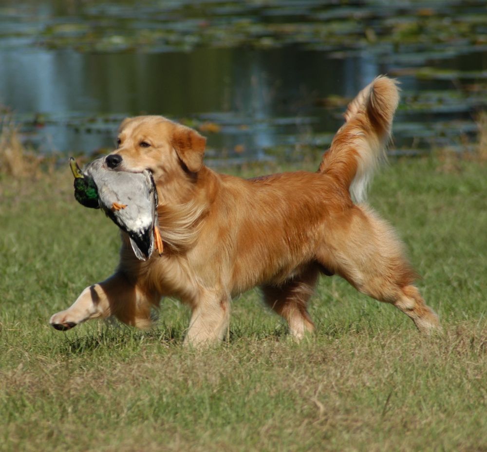 Doin’ What Comes Natur’lly